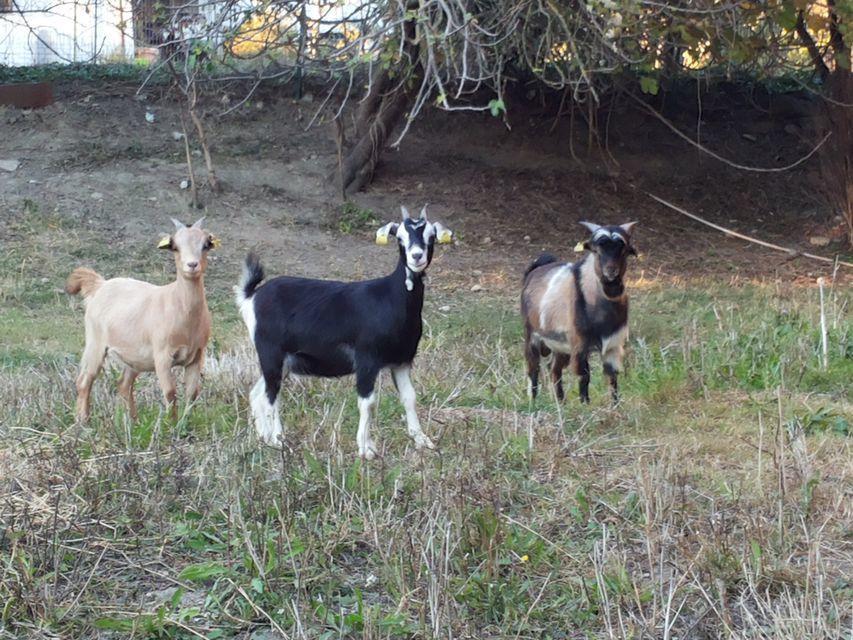 Agriturismo Poponi Villa Todi Kültér fotó